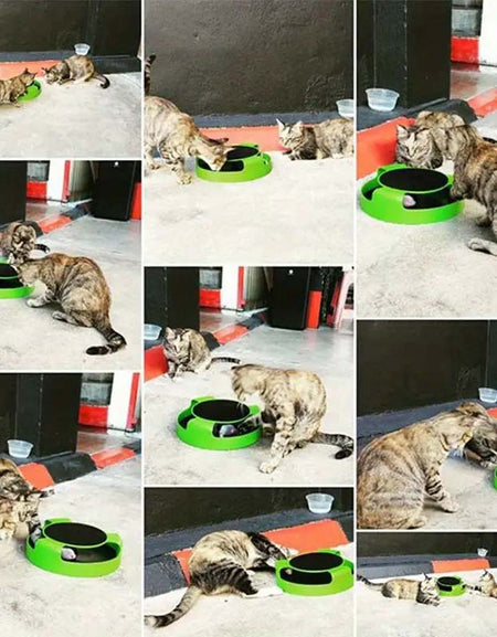 Interactive Cat Toy - Durable Colorful, and Fun-Zy Fulfill